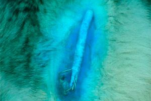 Za co i jak korzystać z rozpylacza dla zwierząt terrairicin? Za co i jak korzystać z rozpylacza dla zwierząt terrairicin?